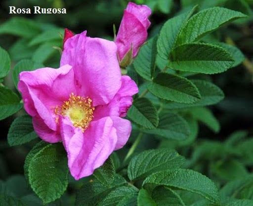 rosa rugosa